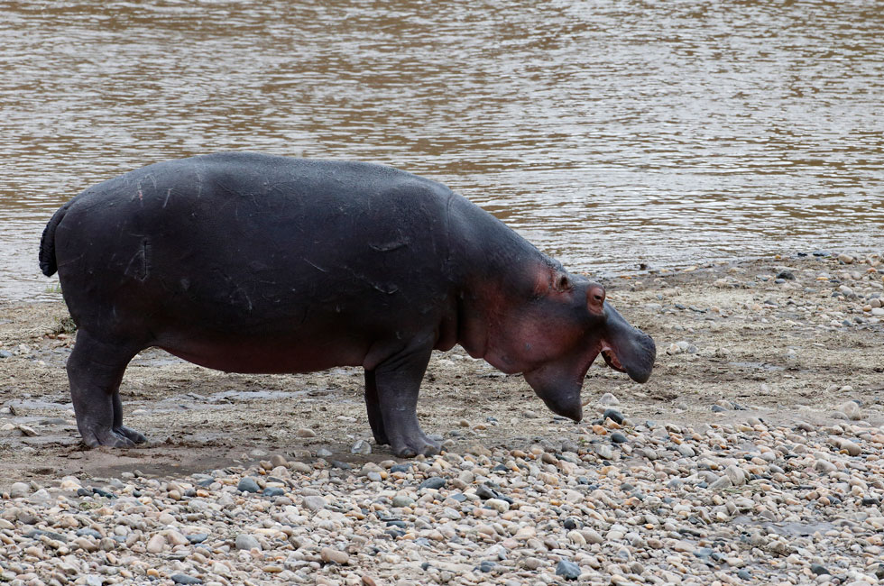 El caballo de agua.